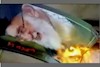قیام آفرینان, تصاویر منحوس خامنه ای را به آتش میکشند