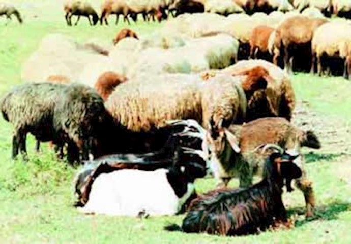 ویروس تب کریمه کنگو از طریق خون حیوانات به انسان منتقل می‌شود