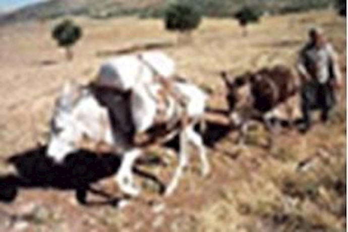 بازگشت قاطر و گاو به کشاورزی ایران بعد از حذف یارانه ها 