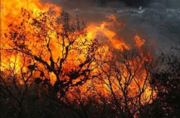 آتش سوزی در جنگلهای ایران - آرشیو