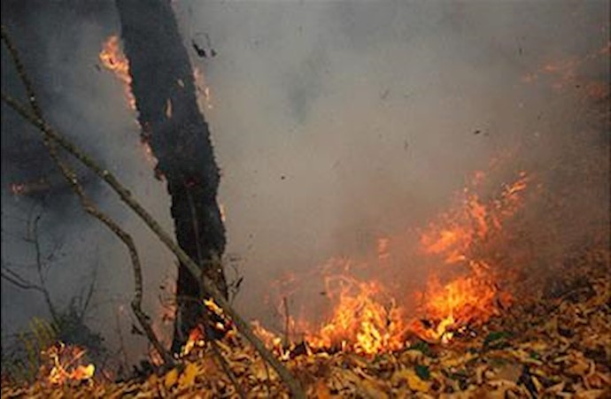 آتش‌سوزی در جنگل‌ - آرشیو