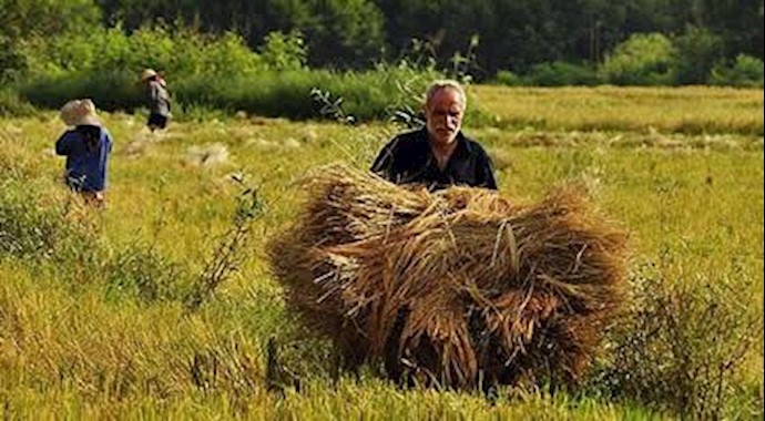 برداشت محصول برنج توسط شالیکاران