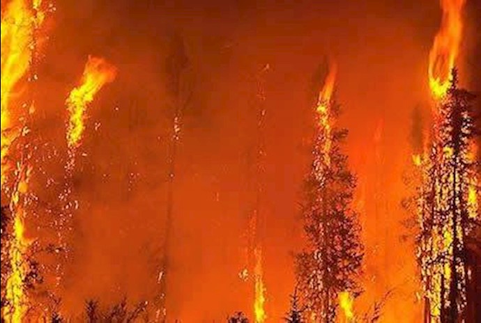 آتش سوزی جنگلها - آرشیو