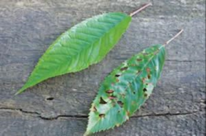 باران اسیدی