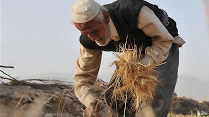 کشاورزی ایران در سراشیب سقوط و ورشکشتگی