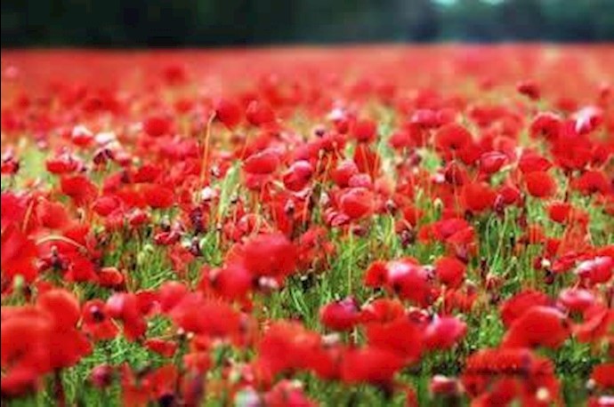 مینوی بهار و مینای پندار