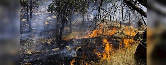 آتش‌سوزی درختان در کردستان -آرشیو