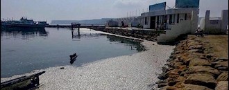 مرگ میلیونها قطعه ماهی ساردین در سواحل پارسیان در استان هرمزگان