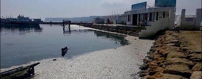 مرگ میلیونها قطعه ماهی ساردین در سواحل پارسیان در استان هرمزگان