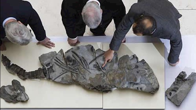 فسیل مربوط به ماهی با قدمت 170 میلیون ساله
