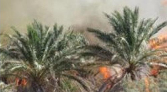 در نخلستان آبگرم گریچ واقع در مناطق کوهستانی این شهرستان تاکنون 30هزار اصله درخت خرما سوخته است