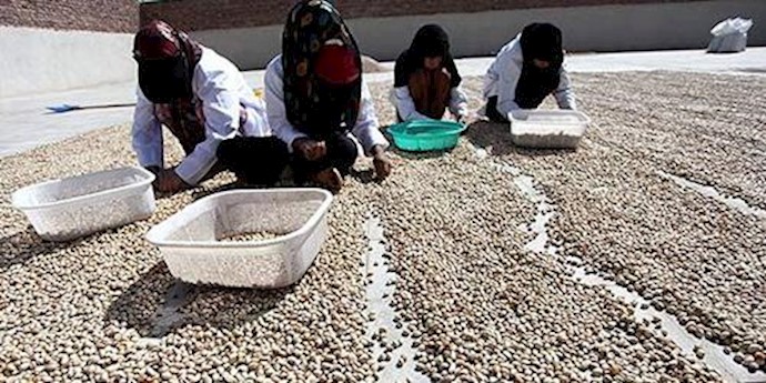 پسته
