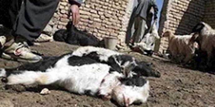 شیوع تب برفکی در اهر