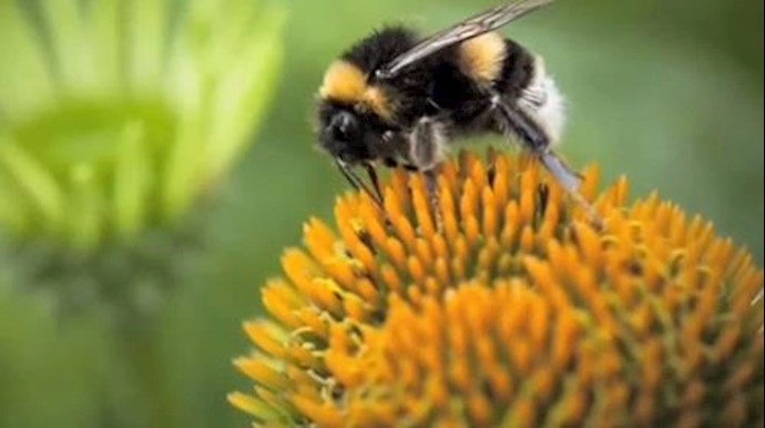 سنسورهای حساس زنبور عسل