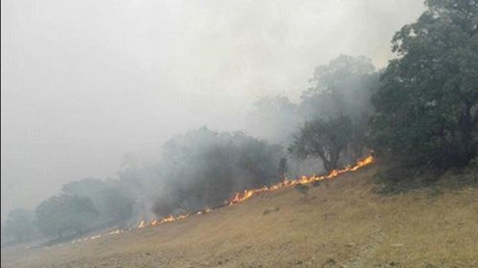 آتش سوزی  در جنگل‌های طبیعی منطقه‌ی  دولی ‌دره
