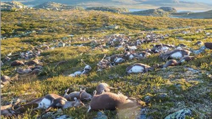 کشته شدن صدها گوزن وحشی بر اثر صاعقه در نروژ