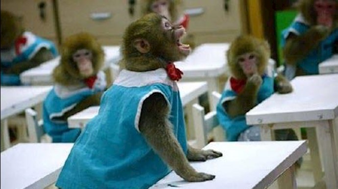 اولین مدرسه میمونها در چین