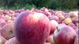 سیب یکی از محصولات کشاورزان سلماس