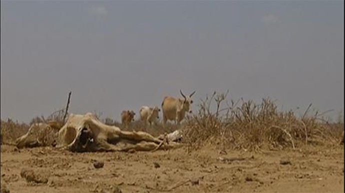 قحطی در کنیا