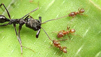 حقایقی از زندگی مورچه‌ها