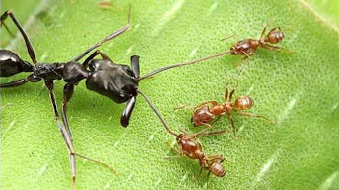 حقایقی از زندگی مورچه‌ها