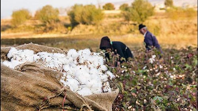  برداشت پنبه در ایران 