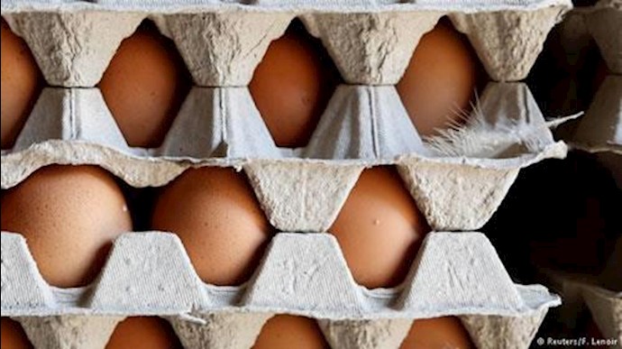 تخم مرغ های آلوده 