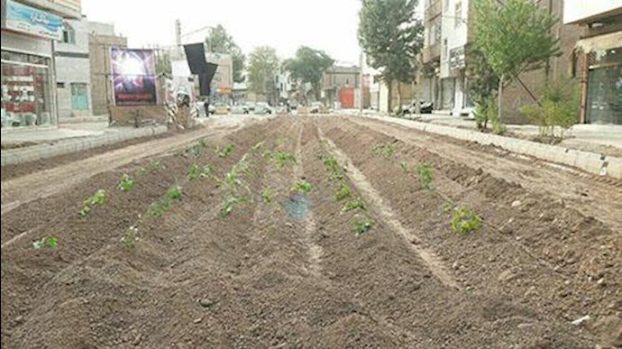 کاشت کاهو در یکی از خیابانهای قزوین