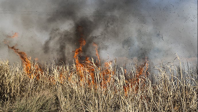 نیشکر هفت تپه و آتش زدن مزارع توسط کارگران خشمگین