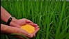 برنج تراریخته