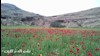 دشت لاله در کازرون