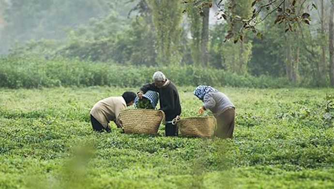 مزرعه چای و تلاش چایکاران
