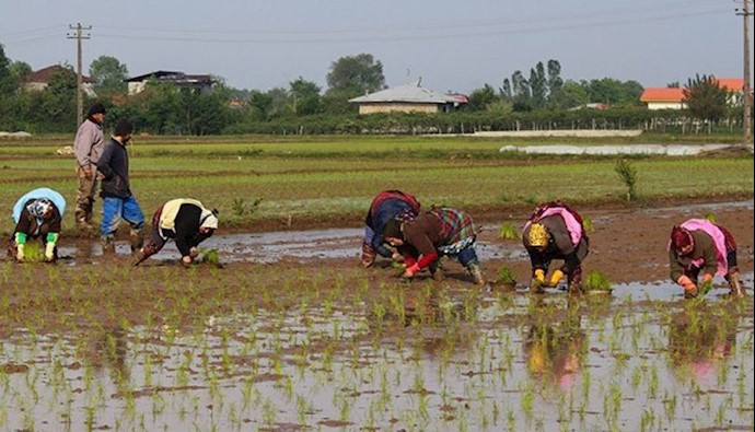 غارتگران آخوندی با وارد کردن بی رویه برنج، برنج کاران ستمدیده را به فقرونابودی می کشانند