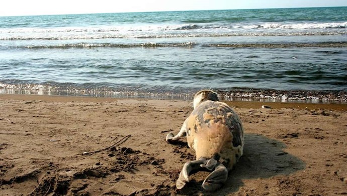 فک دریاچه خرز نیز از وطن‌فروشی آخوندها در اندوه فرو رفته است