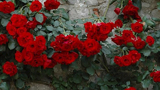 گل سرخ - عکس از آرشیو