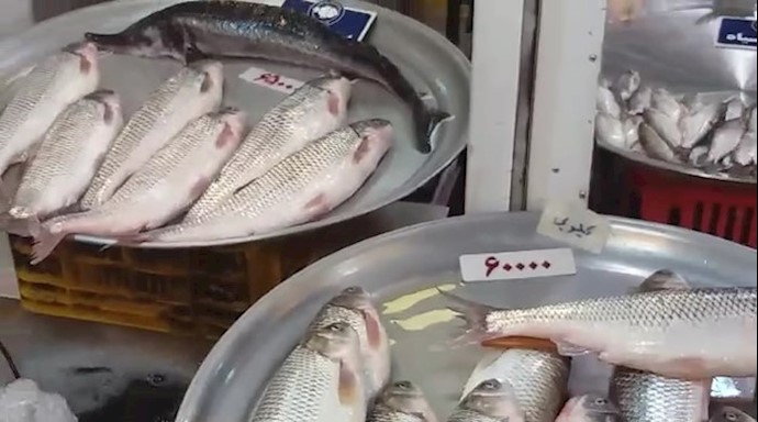 قیمت ماهی شب عید در بازار رشت کیلویی ۵۰تا ۶۵هزار تومان(خبرنگار سایت مجاهد)