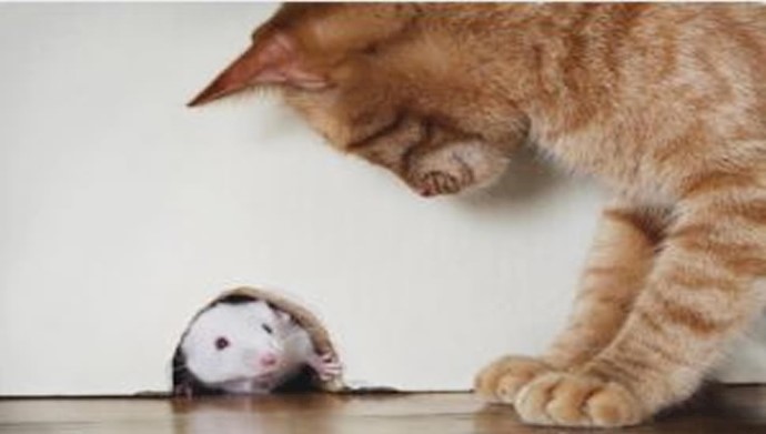 موش سحر شده توسط گربه