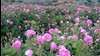 گل محمدی