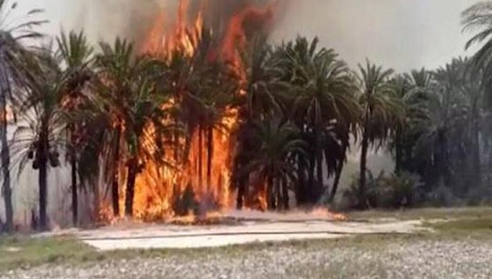 آتش‌سوزیهای سریالی در نخلستانهای روستای جنگل