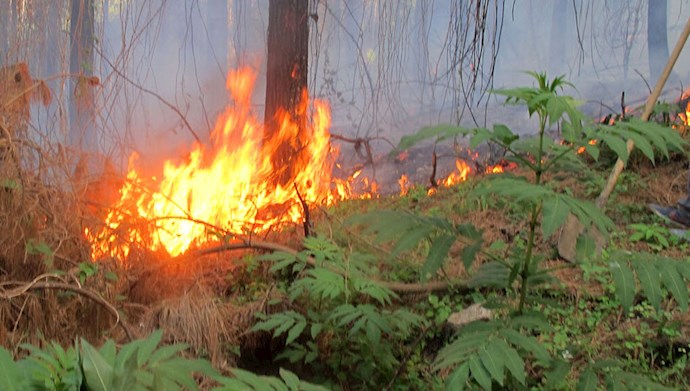 آتش‌سوزی در جنگل‌های توسکستان