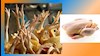 گرانی مرغ و افزایش سه برابری مصرف سنگدان و پای مرغ