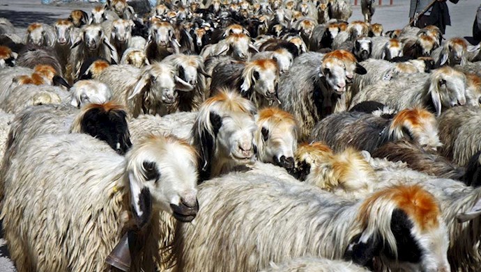 صادرات میلیون گوسفند - عکس از آرشیو