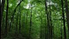 جنگلهای سبز