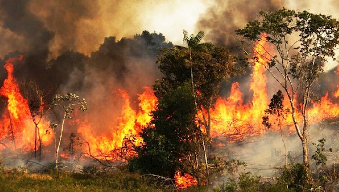 جنگل‌های دالاهو در آتش بی‌تدبیری می‌سوزد