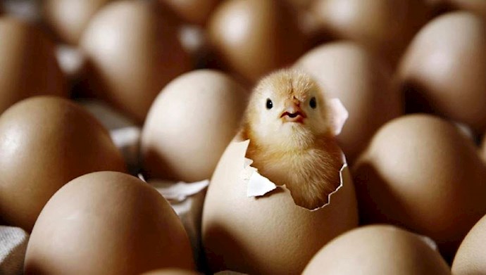 انهدام شقاوت آمیز ۱۵میلیون تخم مرغ