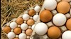 تخم مرغ ۳۵هزارتومانی!