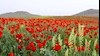 بهاران ایران زمین