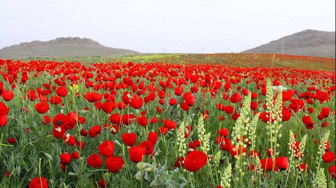 بهاران ایران زمین