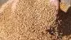 صادرات گندم و گرانی نان