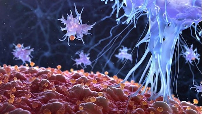 نفوذ ویروس کرونا به سلولهای بدن